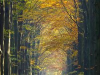 sunny autumnal forest lane  sun rays are shining through autumnal forest lane : Aa en Hunze, Drenthe, alley, autumn, beams, blad, bladeren, bomen, boom, bos, branch, bruin, colorful, colors, country, creative nature, day, deciduous, fog, foggy, foliage, footpath, forest, gasselte, geel, haze, herfst, herfstkleur, herfstkleuren, holland, journey, landscape, landschap, lane, leaf, light, magic, mist, misty, moody, mystery, najaar, nature, natuur, nederland, oak, oranje, outdoor, parkway, path, rays, road, rudmer zwerver, rural, scene, scenic, season, spring, sunbeams, sunlight, sunny, sunshine, track, trail, travel, trees, twilight, vibrant, vista, wandelen, wandeling, way, woodland, woods